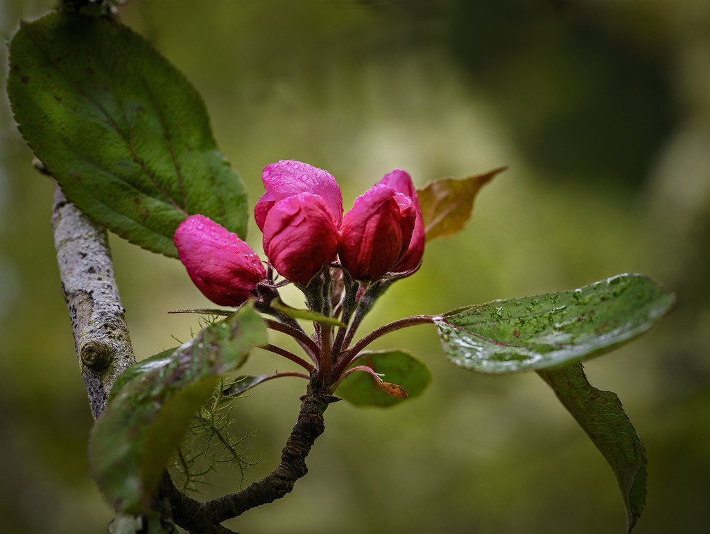 Crab Apple Blossoms  by jgpittenger