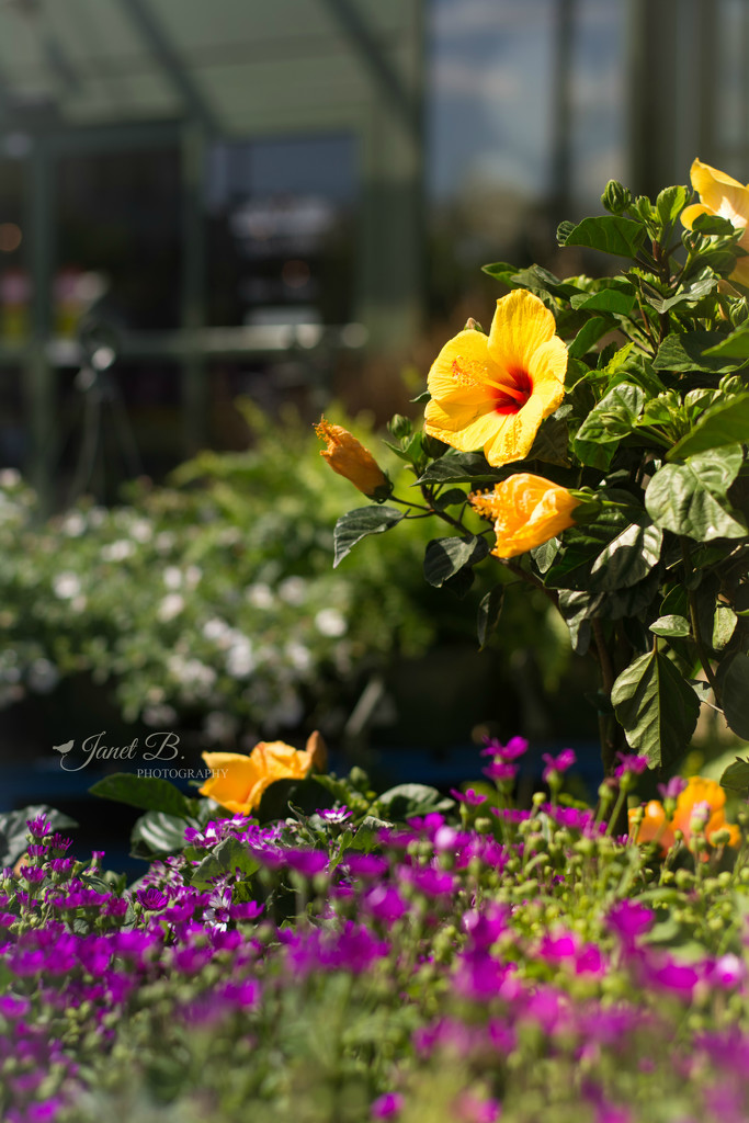 Plants For Sale by janetb