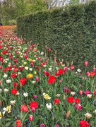 27th Apr 2017 - Keukenhof Tulip Gardens