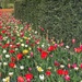 Keukenhof Tulip Gardens by darrenboyj