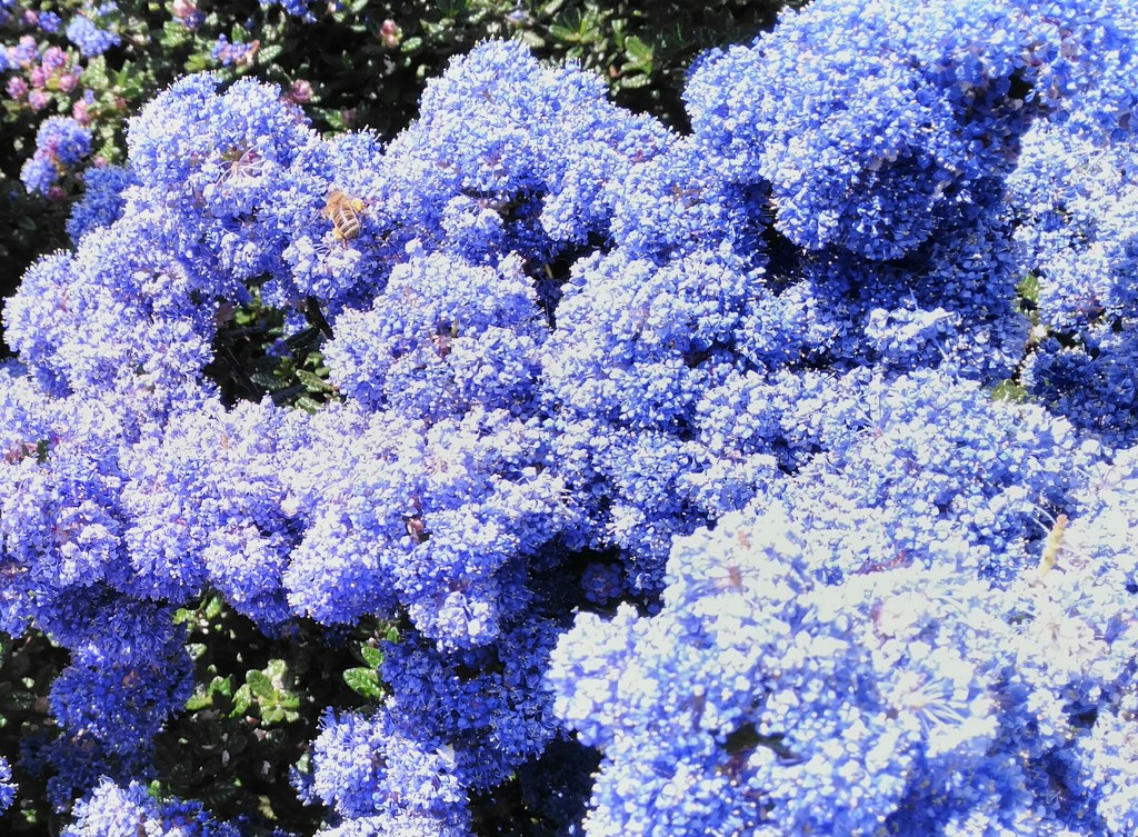 Blue bush by jmdspeedy