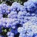 Blue bush by jmdspeedy