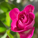 Rose by rumpelstiltskin