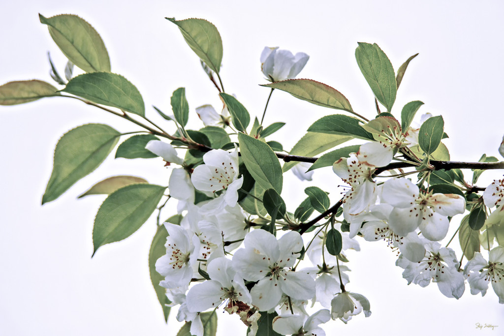 White Crabapple Blossoms II by skipt07