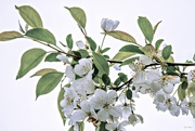 26th Apr 2017 - White Crabapple Blossoms II