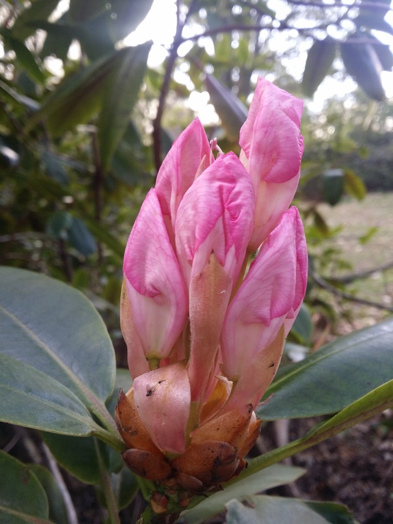 Rhododendron  by janetr