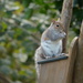 Squirrel.... by ziggy77