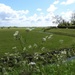 DSCN1429 Dutch landscape in springtime by marijbar