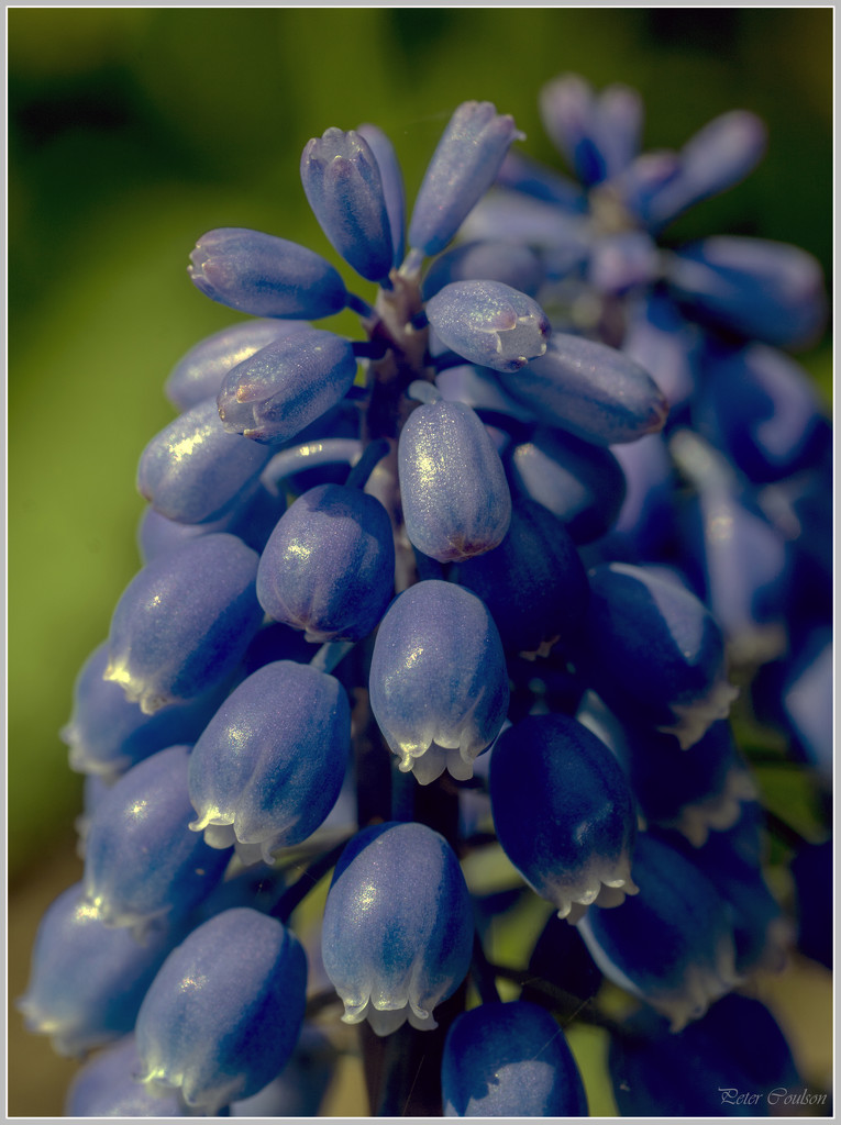Grape Hyacith by pcoulson