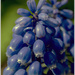Grape Hyacith by pcoulson