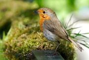 23rd Apr 2017 - ANOTHER ROBIN