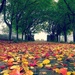 Autumn leaves by leggzy