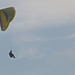 Paraglider by shepherdman