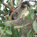 future promise by koalagardens