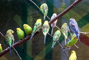 21st Apr 2017 - Parakeets 