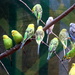 Parakeets  by randy23