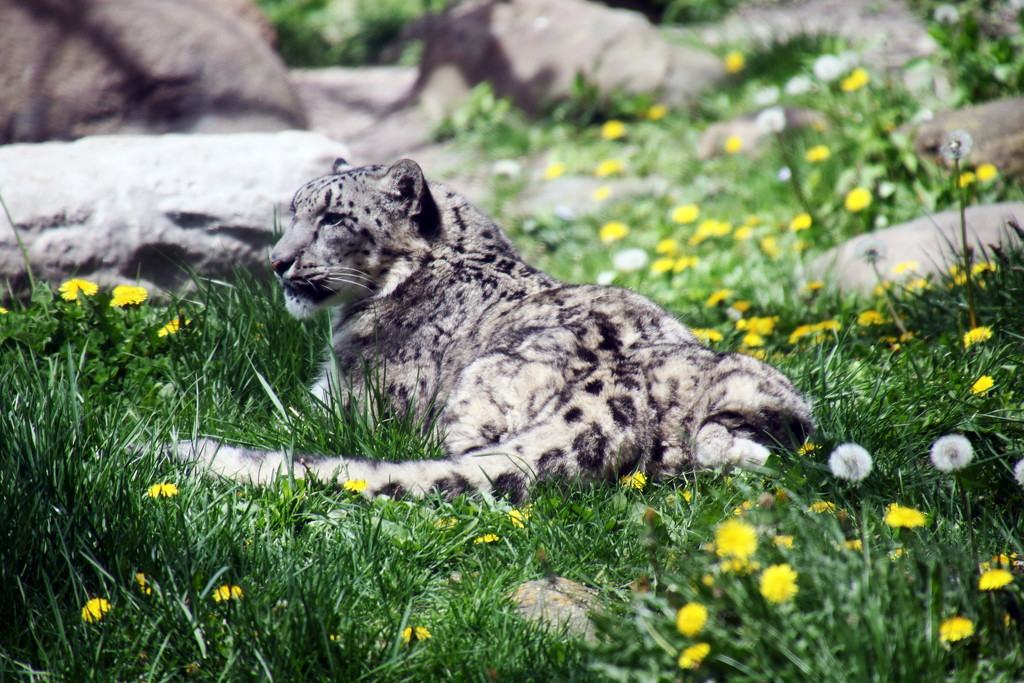 Snow Leopard In The Green Grass by randy23