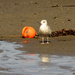 Buoy meets gull by m2016
