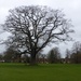 Ickwell Oak origonal by helenhall