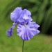Iris by daisymiller