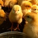 Little chick and it's Peeps by caitnessa
