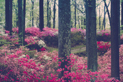 26th Apr 2017 - Lost In A Forest Of Azaleas 