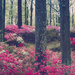 Lost In A Forest Of Azaleas  by lesip