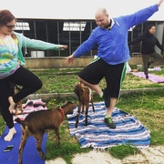 21st Apr 2017 - Goat yoga 