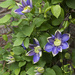 Blue Light Clematis by lstasel