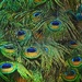 Peacock Feathers  by joysfocus