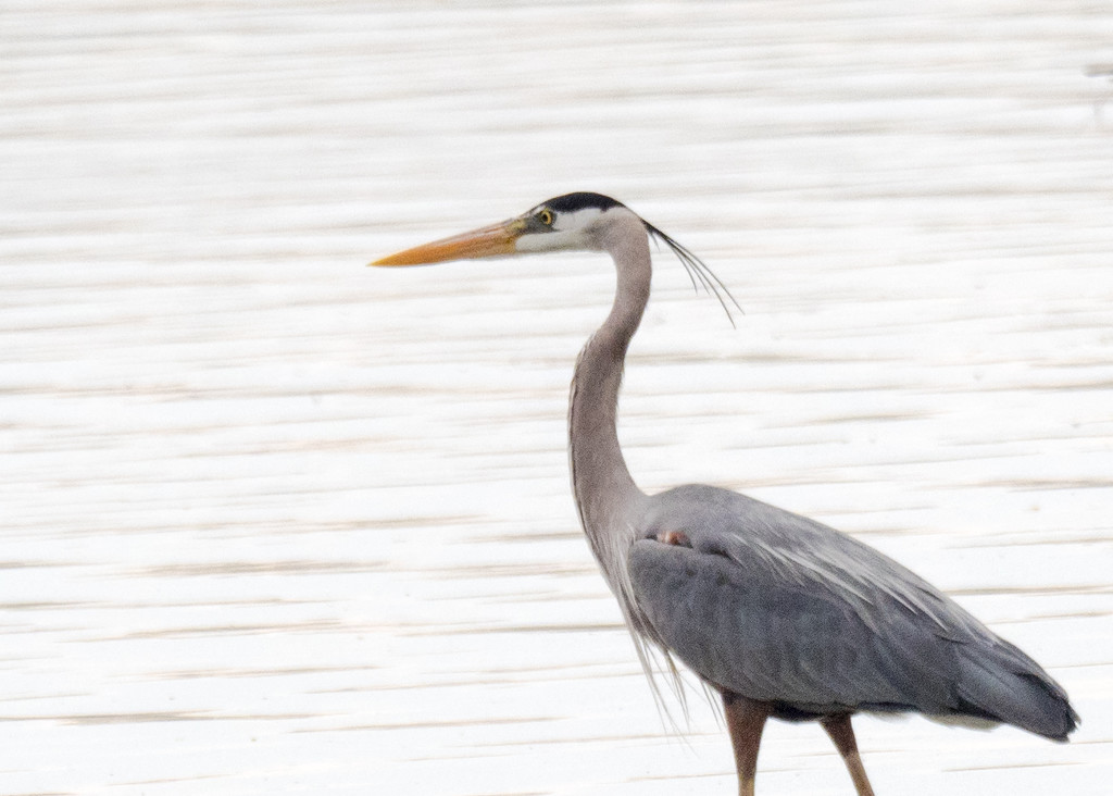 Great Blue Heron Profile by rminer