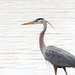Great Blue Heron Profile by rminer