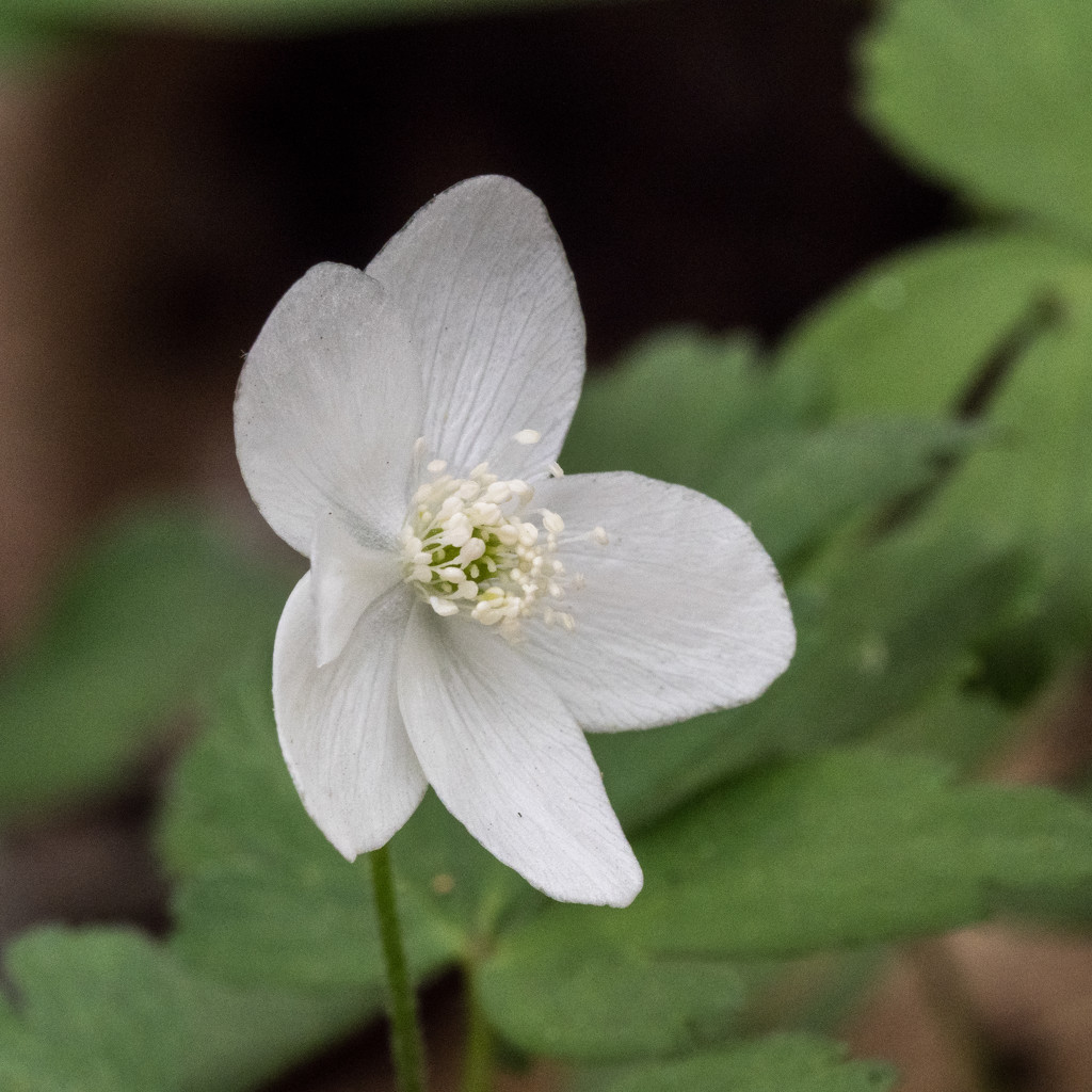 Wood Anemone by rminer