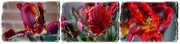27th Apr 2017 - stages of tulipa rococo 