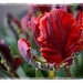stages of tulipa rococo  by quietpurplehaze