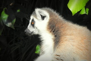 23rd Apr 2017 - Ring Tailed Lemur