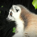 Ring Tailed Lemur by nickspicsnz