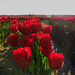 Tulips in the Sun by clay88