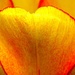 tulip by christophercox