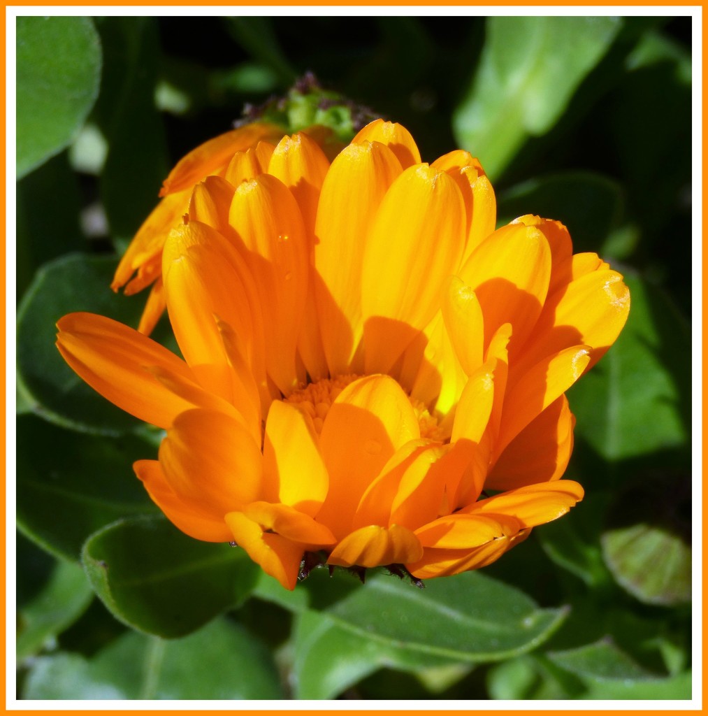 Marigold or Calendula  by beryl