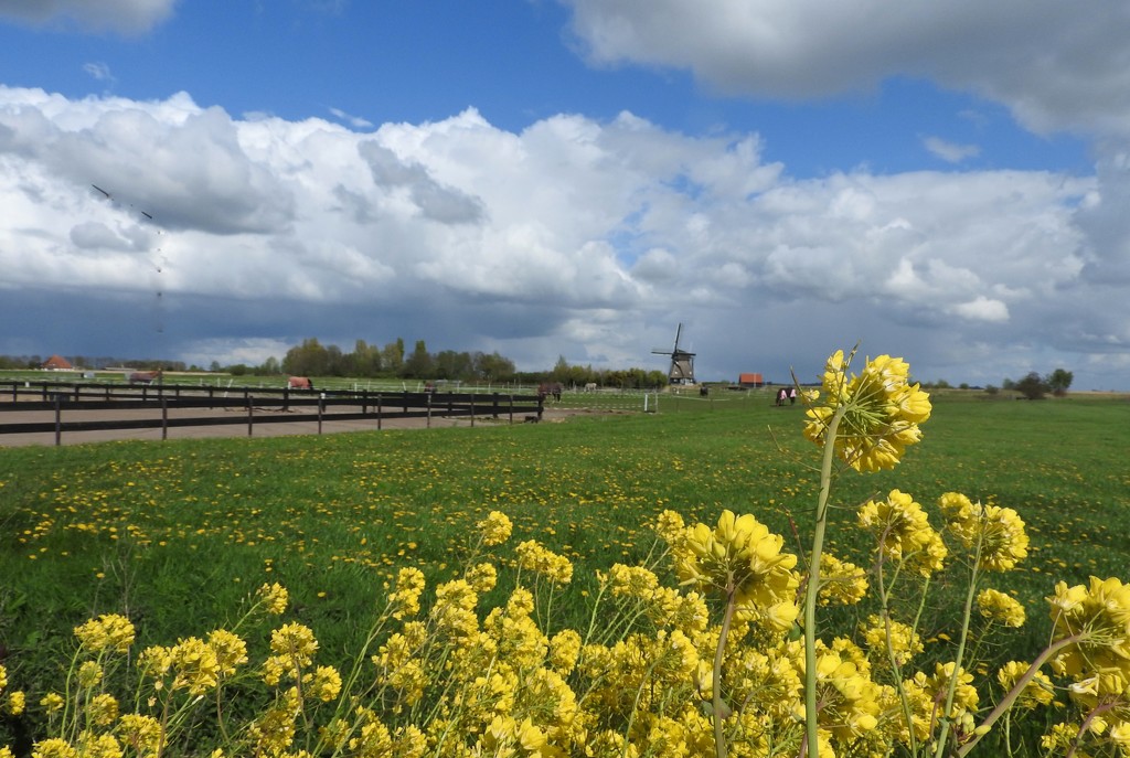 DSCN1435 Dutch landscape with rapeseed by marijbar