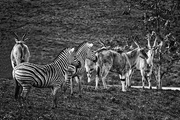 27th Apr 2017 - Black and White Zebras and Cape Elands 