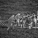 Black and White Zebras and Cape Elands  by jgpittenger