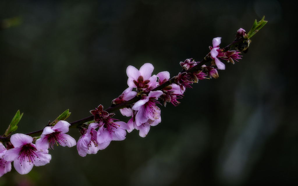 Nectarine Blooms by jgpittenger