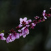 Nectarine Blooms by jgpittenger