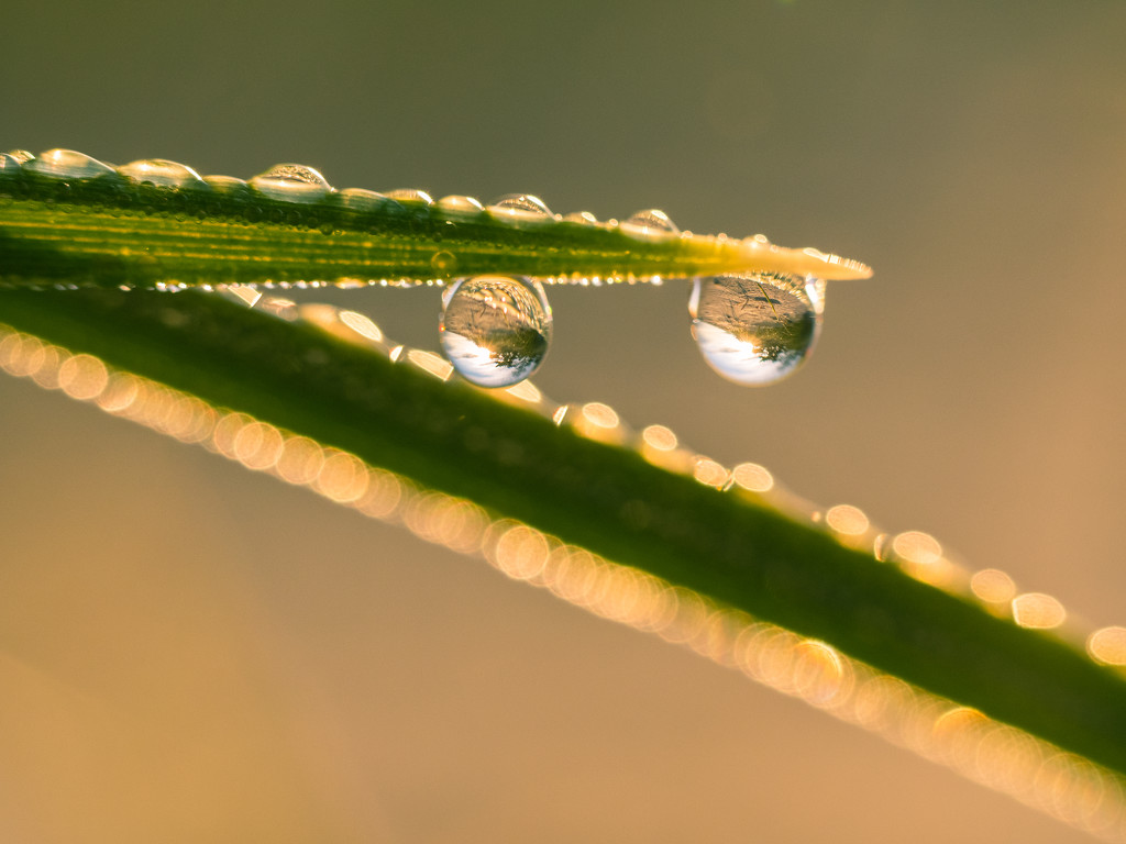 Droplets by haskar