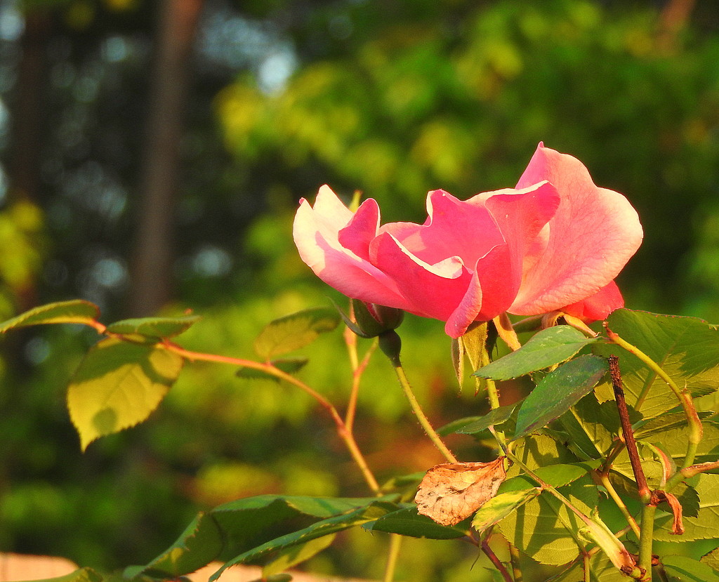 Pink roses at golden hour by homeschoolmom