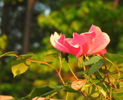 26th Apr 2017 - Pink roses at golden hour