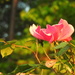 Pink roses at golden hour by homeschoolmom