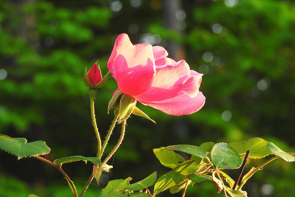 Pink rose. sunshine and bokeh by homeschoolmom